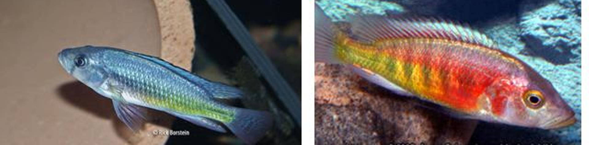 201116193243_Lipochromis Hunter Matumbi.JPG